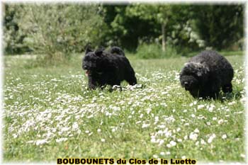 bouvier des flandres photo chiot - Elevage Clos Luette - COPYRIGHT DEPOSE